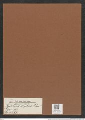 Rutilaria elliptica Grev. (de-Toni-Nr.: Genus 170, Species 4297) Zeichnungen Sammlung Grunow Mappe 04275 (Herbarium_W_Grunow_drawings_Folder_04275)